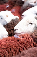 Herdwick Sheep Acrylic Paintings, Wythop Mill, Yewbarrow, Grike, Herdy Art, Herdwick Sheep Oil Painting, Ireby, Waterhead, Herdwick, Arnside, Cleator, Great Asby, Herdwick Sheep Oil Painting, Herdwick Sheep Sketch, Herdy Sheep Artist, Kentmere Pike, Low Pike, Port Carlisle, Herdwick Sheep Prints, Mixed-Media Herdy Art, Armboth Fell, Hartsop above How, Brown Pike, Pike of Stickle, Crosscanonby, Herdy Wall Art, Carl Side, Moresby, Dove Crag, Herdies, Chapel Stile,  Lake District, Cumbria.