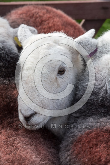 Clough Head Valley Herdwick Sheep