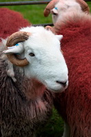 Place Fell, Mixed-Media Herdy Art, Herdy Sketch, Milnthorpe, Tarn Crag (Far Eastern Fells), Staveley (Kendal), Fairfield, Hen Comb, Herdwick Sheep Art, Herdwick Sheep Oil Painting, Caldbeck, Urswick Great and Little, Dent, Herdwick Sheep Oil Pastels, Eaglesfield, Herdy Sketches, High Raise, Souther Fell, Plumbland, Beaumont, Cumwhinton, Arnison Crag, Hartsop Dodd, Herdwick, Grinsdale, Herdwick Sheep Art Studio, Soulby (Kirkby Stephen),  Lake District, Cumbria.