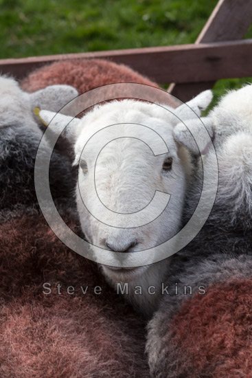 Sandwith Field Herdwick Sheep