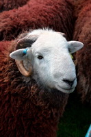 Coniston, Stybarrow Dodd, Pike of Stickle, Great Mell Fell, Herdwick Drawings, Ackenthwaite, Sedgwick, Wigton, Lakeland, Herdy Art, Middle Fell, Herdwick Sheep Oil Painting, Rampside, Herdwick Sheep, Lank Rigg, Herdy Wall Art, Knott Rigg, Herdwick, Rampsgill Head, Brough, High Raise, Nether Wasdale, Herdwick, Grey Knotts, Talkin, Askham, Birkhouse Moor, Branstree,  Lake District, Cumbria.