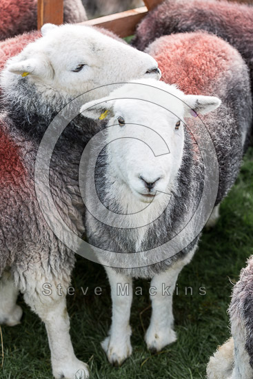 New Hutton Field Lake district Sheep