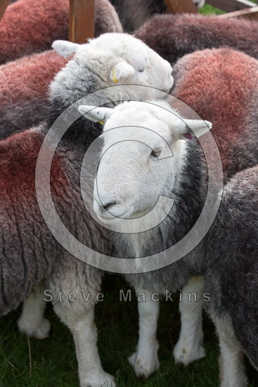 Askham Farm Lakeland Sheep - Lakeland Photos - Art Prints Askham Farm Lakeland Sheep