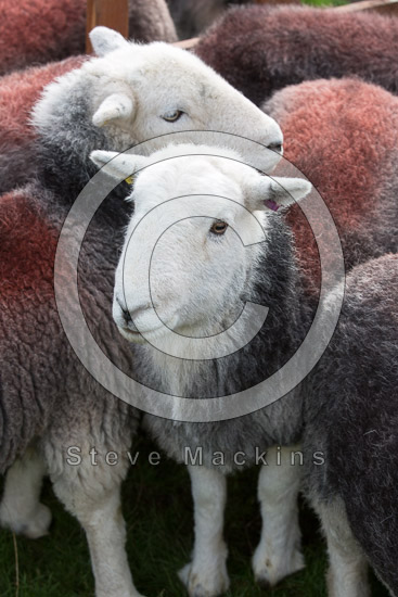 Abbeytown Herdwick