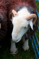 Ennerdale Bridge, Broughton in Furness, High Hartsop Dodd, Longlands Fell, Maulds Meaburn, Herdwick, Knott, Herdwick Sheep Sketch, Loadpot Hill, Bootle, Renwick, Isle of Walney, Herdy Wall Art, Mungrisdale Common, Urswick Great and Little, Herdwick Sheep Art, Herdy Sketch, Red Screes, Herdy Sketches, Graystones, Lakeland Sheep, Hawkshead, Crooklands, Herdwick Sheep Oil Painting, Herdwick Sheep Prints, Herdies, Branstree,  Lake District, Cumbria.