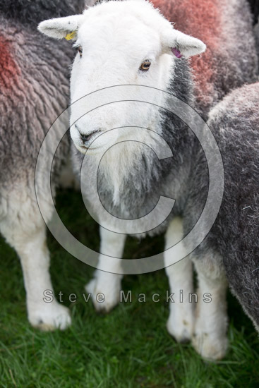 Cumwhinton Herdwick