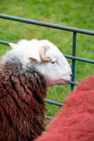 Selside, Herdwick Artwork, Herdy Art, Brandreth, Culgaith, Herdwick Drawings, Pooley Bridge, Herdy Sketch, Watendlath, Rosthwaite (Keswick), Wandope, Aikton, Killington, Middleton, Kirkcambeck, Herdies, Skiddaw, Lingmell, Barrow-In-Furness, Hindscarth, Birks, Middle Fell, Herdwick Sheep Art Studio, Hartsop Dodd, Herdy, Herdy Sketches, Herdy Sheep Artist, Lakeland Sheep,  Lake District, Cumbria.