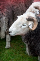 Hensingham, Herdy Sketches, Cold Pike, Lakeland Sheep, Herdies, Seascale, Newbiggin (Brampton), Kirkoswald, Hard Knott, Castle Crag, Dearham, Hartsop Dodd, Herdwick Sheep Oil Pastels, Grey Crag, Beaumont, Herdwick Sheep Oil Painting, Herdwick Wall Art, Bleaberry Fell, Wether Hill, Bootle, Warwick-on-Eden, Little Langdale, Lakeland Herdy Artworks, Ullock Pike, Holme Fell, Herdy Sheep Artist, Hallin Fell, High Spy, Cockermouth,  Lake District, Cumbria.