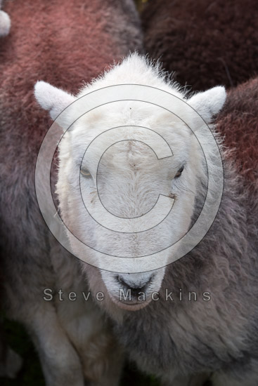 Houghton Lake district Sheep - Lakeland Photos - Art Prints Houghton Lake district Sheep