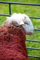 Lakeland Herdy Artworks, Brough, Clifton, Parsonby, Allen Crags, Clough Head, Red Pike (Buttermere), Burneside, Johnby, Watch Hill, Aikton, Penrith, Brock Crags, Herdwick Sheep Sketch, Branstree, Barbon, Herdy Sketches, Cumwhinton, Isel, Pennington, Herdwick Sheep Acrylic Paintings, Branthwaite (Workington), Mixed-Media Herdy Art, Middle Fell, Bowfell, Herdwick Sheep, Herdwick Wall Art, Slight Side, Herdwick Sheep Art,  Lake District, Cumbria.