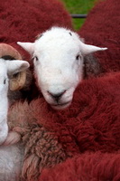 Red Pike (Wasdale), Herdwick Sheep Art, Herdwick, Whitfell, Herdwick Ewe, Lake District, Dove Crag, Herdwick Sheep Oil Painting, Herdwick Sheep, Loadpot Hill, Dollywaggon Pike, Hutton Roof, Stonethwaite, Tebay, Whiteless Pike, Shipman Knotts, Whicham, Glassonby, Great Strickland, Herdwick Sketches, Mixed-Media Herdwick Art, Lowther, High Tove, Cark (Cartmel), Torver, Isle of Walney, Herdies, Ill Bell, Crosscanonby, Swarthmoor, Ard Crags, Herdwick Company, Herdwick Artwork,  Lake District, Cumbria.