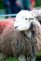 Thunacar Knott, Routenbeck, Grasmoor, Herdwick Drawings, Bouth, Applethwaite, Herdwick Sketch, Maiden Moor, Grayrigg, Kirkcambeck, Wetherlam, Rosthwaite Fell, Wansfell, Broughton in Furness, Armboth Fell, Herdwick Art, Herdwick Artwork, Herdwick Sheep, Herdwick Sketches, Herdwick, Herdwick Sheep Oil Painting, Keswick, Pike of Stickle, High Seat, Skelwith Bridge, Stonethwaite, Renwick, Burnbank Fell, Plumbland,  Lake District, Cumbria.