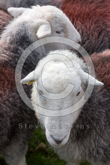 Dalston Farm Herdwick Sheep
