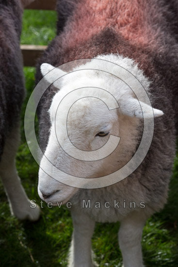 Warwick-on-Eden Herdwick