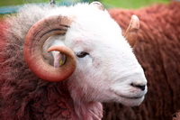 Rossett Pike, Buckbarrow, Ulpha, Heron Pike, Meal Fell, Whiteless Pike, Cark (Cartmel), Kendal, Piel Island, Herdwick Sheep Art, Sheffield Pike, Herdwick Sheep, Knott Rigg, Outerside, Herdwick Drawings, Lakeland Sheep, Herdwick Sheep Prints, Bampton Grange, Bouth, Herdwick Wall Art, Cartmel, Gibson Knott, Castle Crag, Great Orton, Pennington, Ayside, Herdwick,  Lake District, Cumbria.