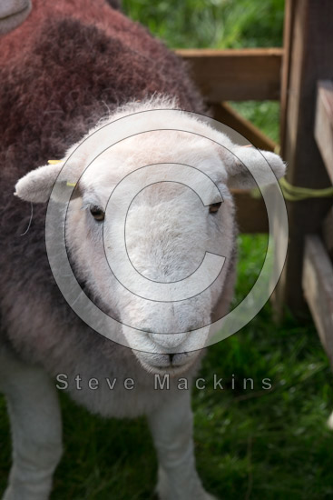 Graystones Field Herdwick Sheep