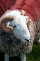 Cockermouth, Herdwick Sheep Prints, Harter Fell, Eskdale, Lindale, Herdwick, Kirkland (Frizington), Herdwick Sheep, Lakeland Sheep, Herdwick Wall Art, Knott, Rannerdale Knotts, Orton, Millbeck (Keswick), High Hartsop Dodd, Gowbarrow Fell, Seathwaite Fell, Sour Howes, The Nab, Herdwick Sheep Art Studio, Millom, Outerside, Herdies, Angletarn Pikes, Herdwick, Hallbankgate, High Pike (Scandale), Herdwick Sheep Oil Painting, Seascale, Herdwick Sheep Acrylic Paintings, Steel Fell,  Lake District, Cumbria.