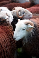 Meal Fell, Greysouthen, Herdy Ewe, Caudale Moor, Loadpot Hill, Langwathby, Herdwick Wall Art, Herdwick Sheep Art Studio, Colton, Heron Pike, Herdy Art, Herdy Wall Art, Beetham, Herdwick, Blea Rigg, Kirkbampton, Sheffield Pike, Newbiggin (Brampton), Grey Friar, Herdwick Sheep Oil Painting, High Crag, Herdwick Artwork, Blawith, Herdwick Sheep, Steel Knotts,  Lake District, Cumbria.