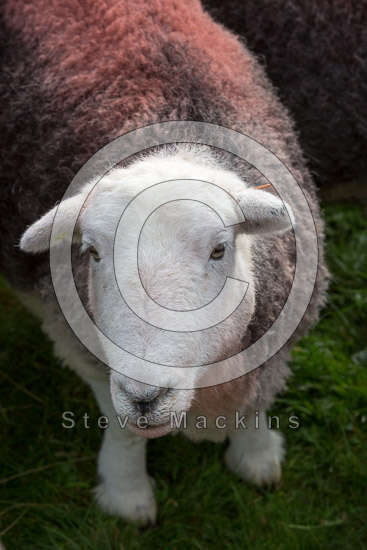 Gilsland Farm Lakeland Sheep - Lakeland Photos - Art Prints Gilsland Farm Lakeland Sheep