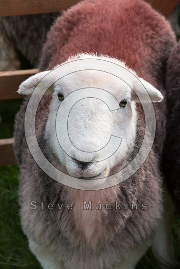 Seathwaite Fell Valley Lake district Sheep