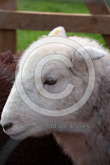 Haycock Field Herdwick