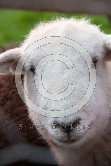 Milnthorpe Herdwick Sheep - Lakeland Photos - Art Prints Milnthorpe Herdwick Sheep
