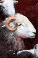 Herdwick Artwork, Herdy Sheep Artist, Herdy Sketch, Beckermet, Herdwick Sheep Prints, Raise, Froswick, Bowfell, Souther Fell, Brougham, High Hartsop Dodd, Herdwick, Cumdivock, Loughrigg Fell, Lakeland, High Stile, Arnside, Long Marton, Herdy Art, Lakeland Sheep, Middle Fell, Grange-Over-Sands, Mixed-Media Herdy Art, Haverigg, Herdwick Sheep Oil Pastels, Great Crag, Blackford, Braithwaite, Brough, Mellbreak, Barrows Green, Melmerby,  Lake District, Cumbria.