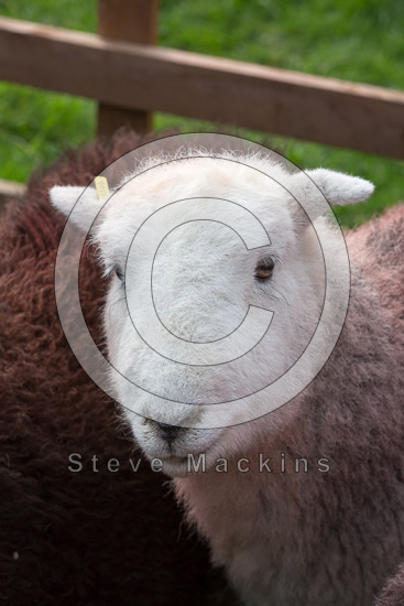 High Crag Field Lakeland Sheep