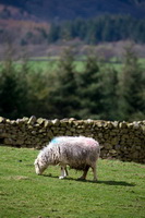 Culgaith, Herdwick Sheep Oil Painting, Herdwick Sheep Acrylic Paintings, Crook, Herdwick Sheep Prints, Dovenby, Steeple, Herdwick Drawings, Cartmel, Binsey, Lowick, Herdy Sketches, Herdwick Sheep, Herdwick Wall Art, Herdwick Sheep Sketch, Cockermouth, Burgh by Sands, Gleaston, Herdwick Sheep Art, Lowthwaite Fell, Holmrook, Hilton, Crosby Garrett, Muncaster Fell, Herdies, Lingmell, Herdwick, Haycock, Helvellyn, Beda Fell,  Lake District, Cumbria.
