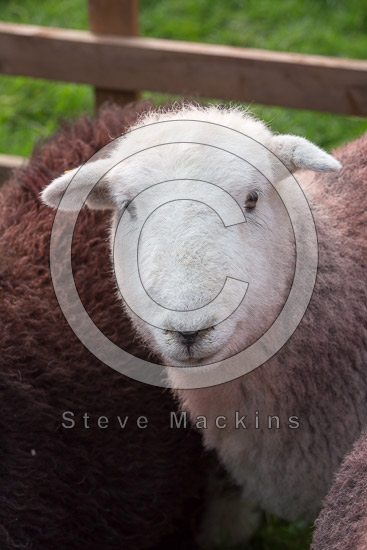 Firbank Fell Field Herdwick Sheep - Lakeland Photos - Art Prints Firbank Fell Field Herdwick Sheep