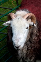 Drigg, Great Crag, Herdy Art, Herdy Sketches, Herdy Sheep Artist, Skelwith Bridge, Herdwick Sheep Oil Pastels, Swarthmoor, Banks, Green Gable, Saint Sunday Crag, Colby, Lakeland Sheep, Herdy Ewe, Great Mell Fell, Seathwaite (Duddon Valley), Slight Side, Herdwick Sheep Art, Oxenholme, Bonscale Pike, Robinson, Herdwick Drawings, Herdwick Sheep Oil Painting, Arnside, Herdy, Colton, Scaleby, Carlisle, Herdwick Sheep Art Studio, Lingmell, Ling Fell, Silver How, Far Arnside, Knott, The,  Lake District, Cumbria.