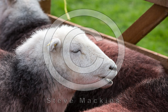 Helm Crag Valley Herdwick - Lakeland Photos - Art Prints Helm Crag Valley Herdwick