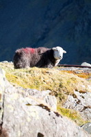 Rockcliffe, Herdwick, Hartsop above How, Steel Fell, Herdwick Sheep, Wether Hill, Herdwick Sketch, Boustead Hill, Slate Fell, Mixed-Media Herdwick Art, Herdwick, Kearstwick, Herdwick Sheep Prints, Glenridding, Ulverston, Dacre, Great Rigg, Herdwick Sketches, Melmerby, Millbeck (Keswick), Ireby, Herdwick Artwork, Causey Pike, Herdwick Ewe, High Tove, Herdwick Sheep Oil Painting, Raven Crag, Cleator, Banks,  Lake District, Cumbria.
