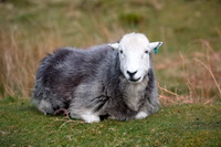 Loughrigg Fell, Herdy Ewe, Urswick Great and Little, Corney, Ullock Pike, Causey Pike, Milburn, Herdy Art, Houghton, Lakeland Herdy Artworks, Staveley (Kendal), Near Sawrey, Herdies, Dale Head, Herdy Sketches, Lorton (High and Low), Glassonby, Herdwick Sheep Art, Thunacar Knott, Lanercost, Great Calva, Hutton Roof (Kirkby Lonsdale), Herdwick Sheep Oil Painting, Great Borne, Skiddaw, Bampton Grange, Brim Fell, Herdwick Sheep,  Lake District, Cumbria.