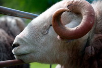 Herdy Sketches, Herdwick Sheep, Herdwick Sheep Prints, Herdwick Drawings, Birker Fell, Shap, Herdy Ewe, Nab Scar, Black Combe, Herdwick, Langwathby, Westward, Hartsop Dodd, Meal Fell, Skiddaw Little Man, Catstycam, Herdwick, Herdy Art, Cleator Moor, High Crag, Bouth, Mixed-Media Herdy Art, Milburn, Herdwick Artwork, Brigflatts, Herdwick Sheep Oil Painting,  Lake District, Cumbria.