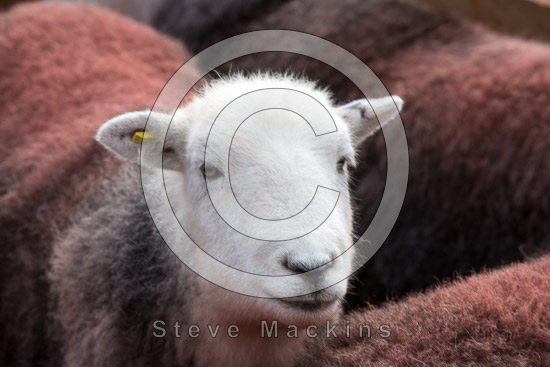 Farlam Field Lakeland Sheep