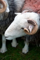 Mixed-Media Herdwick Art, Herdwick Sketches, Swirl How, Buckbarrow, Herdwick Sheep Art, Brougham, Allithwaite, Herdies, Herdwick Art, Grasmere, Walla Crag, Haystacks, Garsdale, Great Calva, Brisco, Haycock, Briery, Raise, Colton, Herdwick Sheep Sketch, Alston, Herdwick Sheep, Torpenhow, Herdwick Art Studio, Selside,  Lake District, Cumbria.