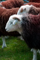 Eel Crag (Crag Hill), Ard Crags, Causey Pike, Hutton Roof, Selside Pike, Herdwick Sheep Oil Pastels, Nenthead, Asby (Workington), Herdy Sketch, Herdwick Sheep Oil Painting, Herdy Sheep Artist, Herdwick, Herdy Art, Lorton (High and Low), Lingmoor Fell, Harrington, Herdwick Sheep Oil Painting, Parsonby, Caudale Moor, Tarn Crag (Far Eastern Fells), Herdy Sketches, Dove Crag, Broom Fell, Rowrah, White Side, Herdwick Sheep Prints, Crooklands, Herdwick Wall Art, Pike of Stickle, Cleator Moor, Selside, Seaton, Near Sawrey,  Lake District, Cumbria.