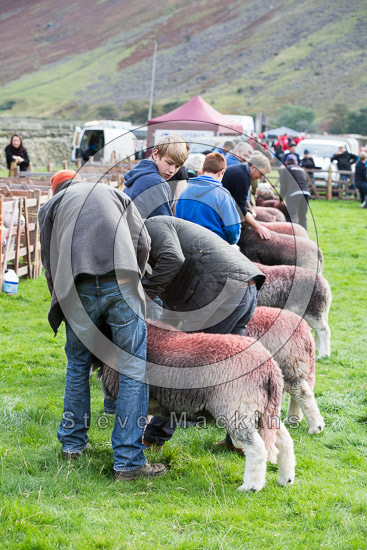 Biggar Farm Herdwick