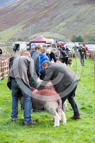 Buckbarrow Farm Herdwick Sheep