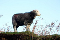 Herdwick Drawings, Grasmere, Gowbarrow Fell, Herdy Ewe, Herdies, Orthwaite, Clough Head, Harrison Stickle, Blawith, Herdy Sketches, Brock Crags, Herdy Sheep Artist, Nethermost Pike, Herdy Art, Herdwick Artwork, Longlands Fell, Ulverston, Mixed-Media Herdy Art, Grike, Herdy Sketch, New Hutton, Boot, Port Carlisle, Herdwick Sheep Prints, Waterhead, Blencogo,  Lake District, Cumbria.
