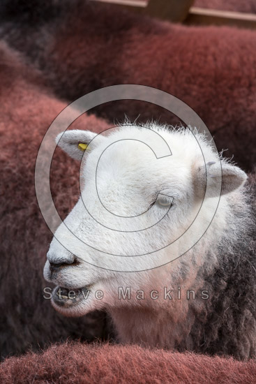Hopegill Head Farm Lake district Sheep