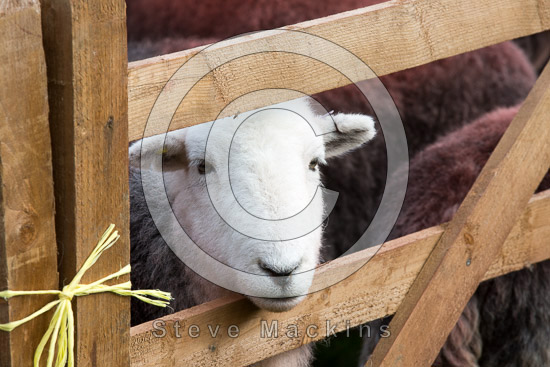 Brampton (Carlisle) Farm Herdwick Sheep