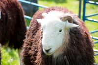 Catterlen, Mardale Ill Bell, Brigsteer, Cold Pike, Birker Fell, Outerside, Herdwick Sheep, Low Pike, Herdwick Wall Art, Herdwick Sheep Oil Painting, Great End, Grey Knotts, Red Screes, Herdwick Drawings, Hensingham, Uldale, Hutton Roof, Herdwick Sheep Oil Painting, Stonethwaite, Herdy, Grange (Keswick), Kirkcambeck, Winster, Yewbarrow, Herdwick Sheep Sketch, Herdwick Sheep Art, Mixed-Media Herdy Art, Bonscale Pike, Bouth, Grasmoor,  Lake District, Cumbria.