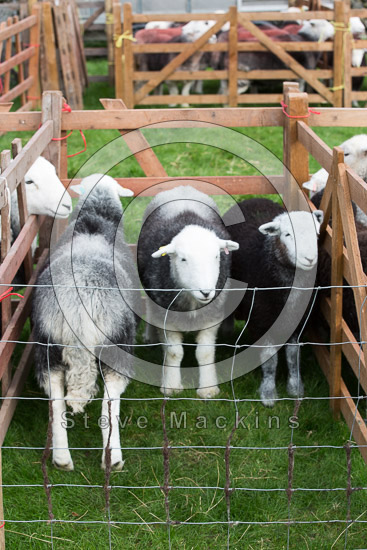 Sallows Field Lake district Sheep