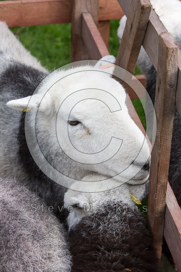 Wetheral Valley Lake district Sheep