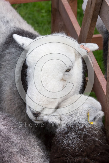 Dufton Lake district Sheep