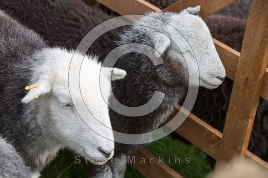 Barrows Green Valley Lakeland Sheep