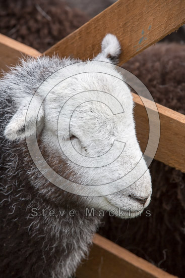 Blea Rigg Farm Herdwick