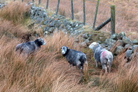Herdwick Sheep Acrylic Paintings, Great Rigg, Millbeck (Keswick), Herdy Ewe, Pennington, Dove Crag, Chapel Stile, Hartley, Stybarrow Dodd, Kirkland (Frizington), Raven Crag, Kirkcambeck, Herdy, Hensingham, Ousby, Rusland, Herdwick Sheep Art Studio, Mixed-Media Herdy Art, Herdy Sheep Artist, Herdy Wall Art, Scar Crags, Great Carrs, Leece, Whiteside, Herdy Sketch, Bowfell,  Lake District, Cumbria.